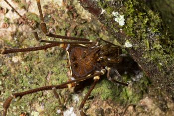 Media type: image; Invertebrate Zoology 144012